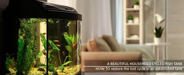 NITROGEN CYCLE IN FISH TANK