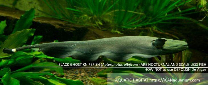 ghost knifefish