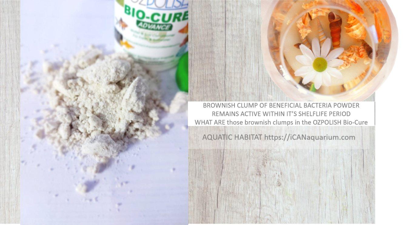fish beneficial bacteria