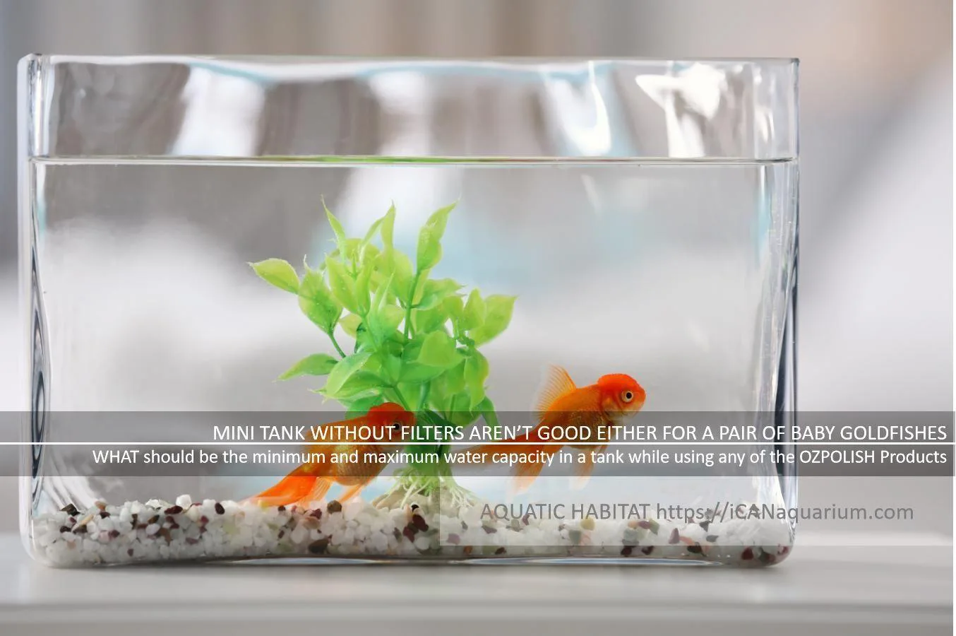 Goldfish in bowl without filter best sale