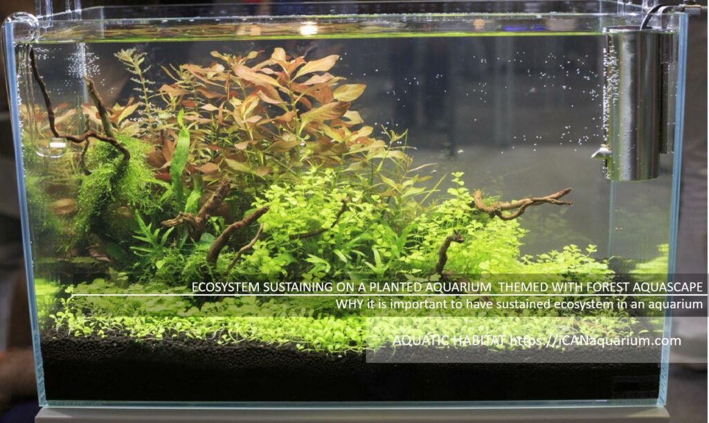 ecosystem in fish tank