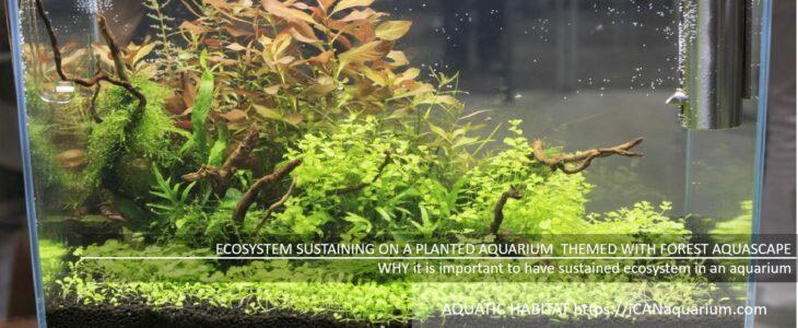 ecosystem in fish tank