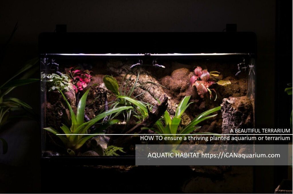 beautiful terrarium concepts