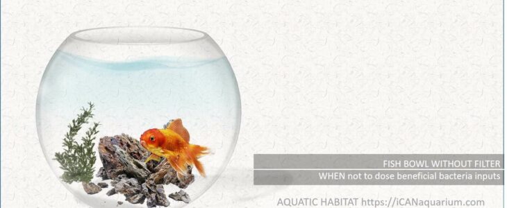 fish bowl without filter
