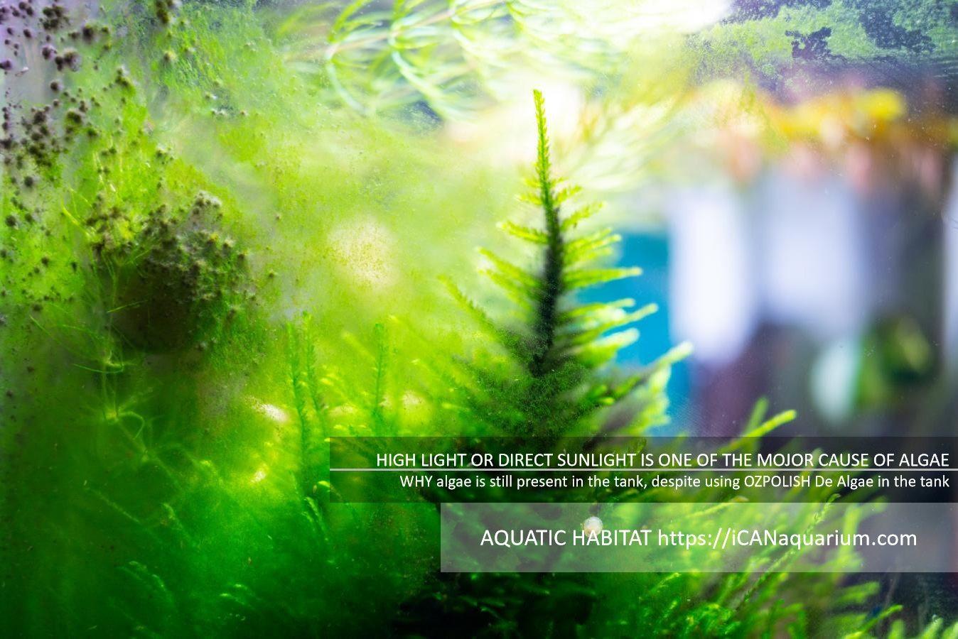 reasons algae in aquariums