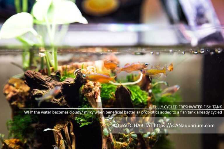 WHY The Water Cloudy/ Milky When Beneficial Bacteria/ Probiotics Are Added To A Fish