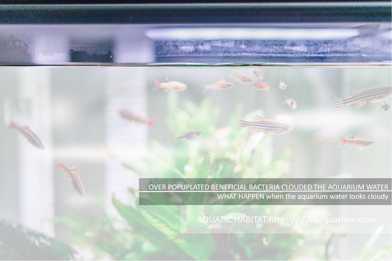 cloudy aquarium water
