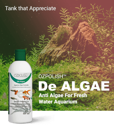Fish Tank Algae Remover