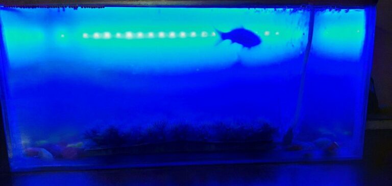 restore the lost cycle in an established tank