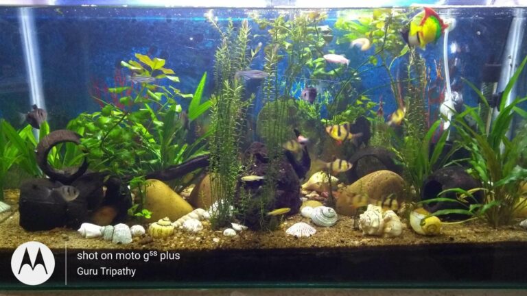 shrimps and algae eater