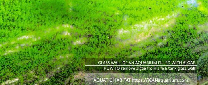 algae on aquarium glass