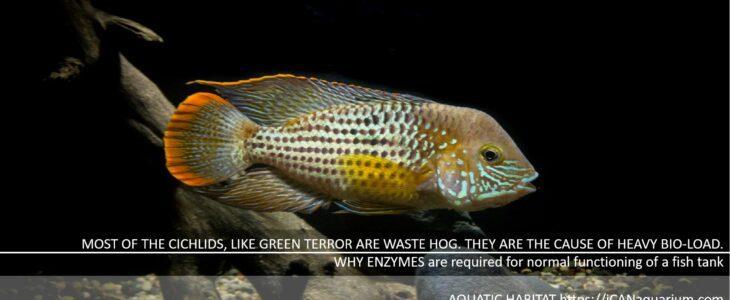 WHY ENZYMES in fish tanks are required