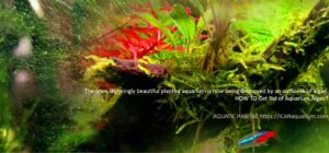 Get Rid of Aquarium Algae