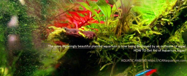 Get Rid of Aquarium Algae