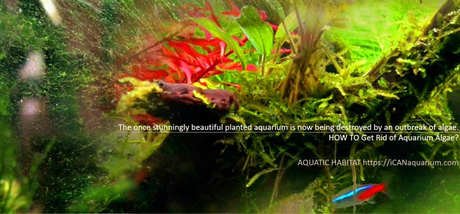 Get Rid of Aquarium Algae