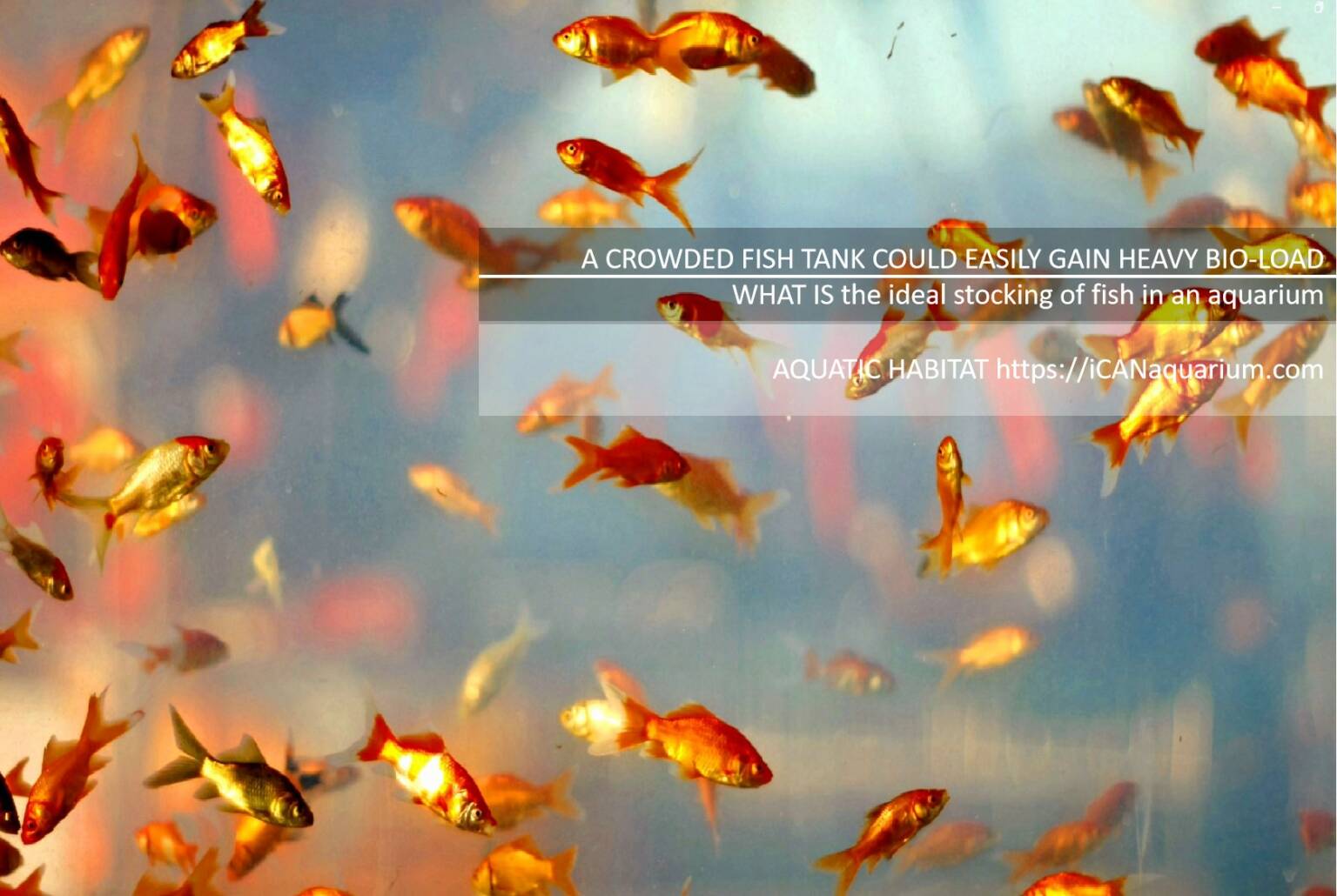 Image showcasing WHAT IS The Ideal Fish Stocking Density In An Aquarium | OZPOLISH ...