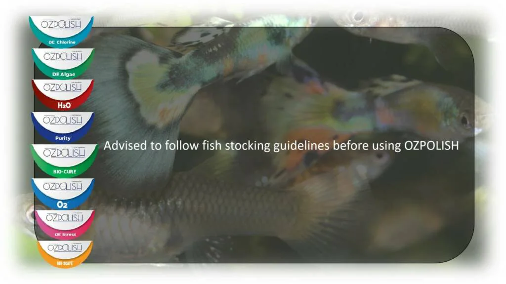aquarium stocking density chart fish per gallon
