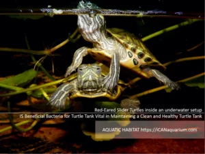 Beneficial Bacteria for Turtle Tank
