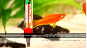 aquarium thermometer